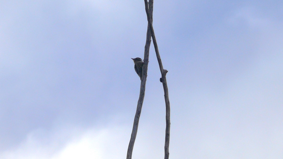 Lesser Spotted Woodpecker - ML535106931