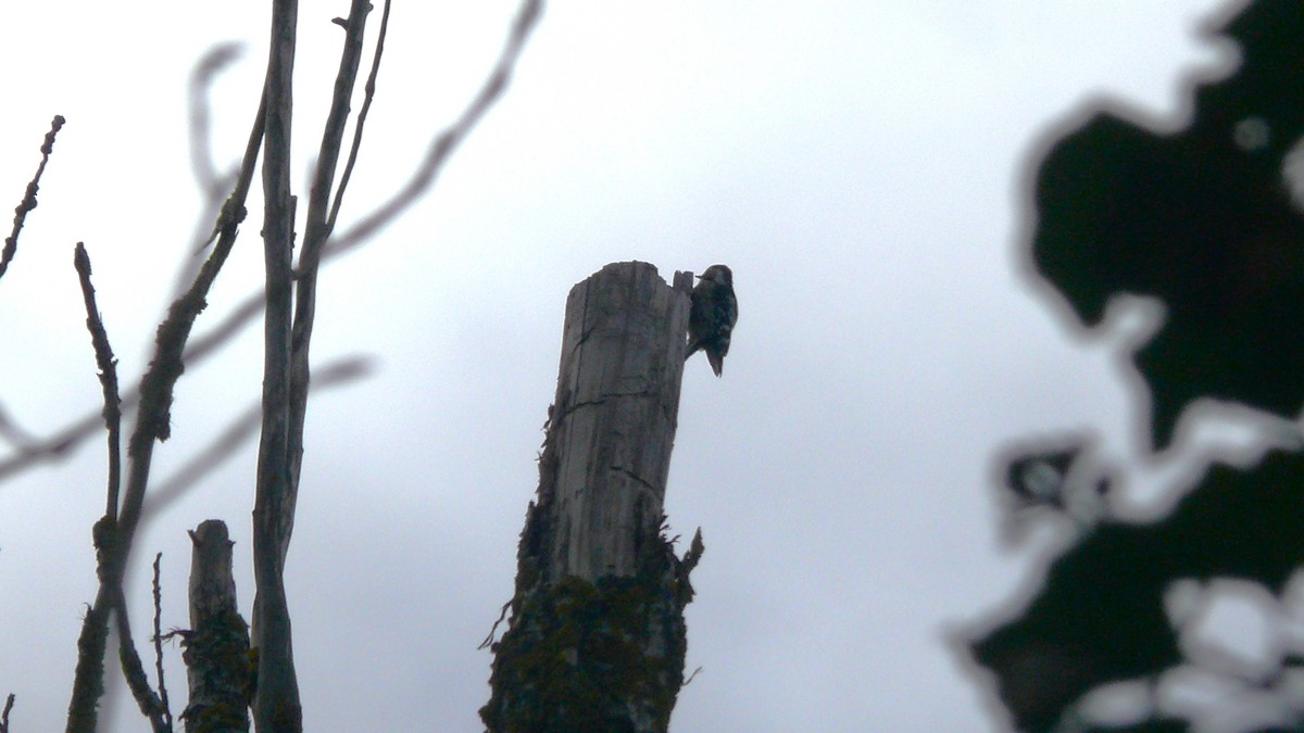 Lesser Spotted Woodpecker - ML535106941