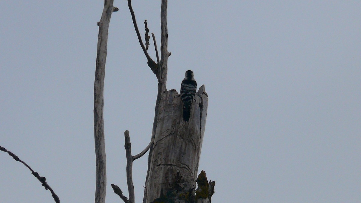 Lesser Spotted Woodpecker - ML535106961