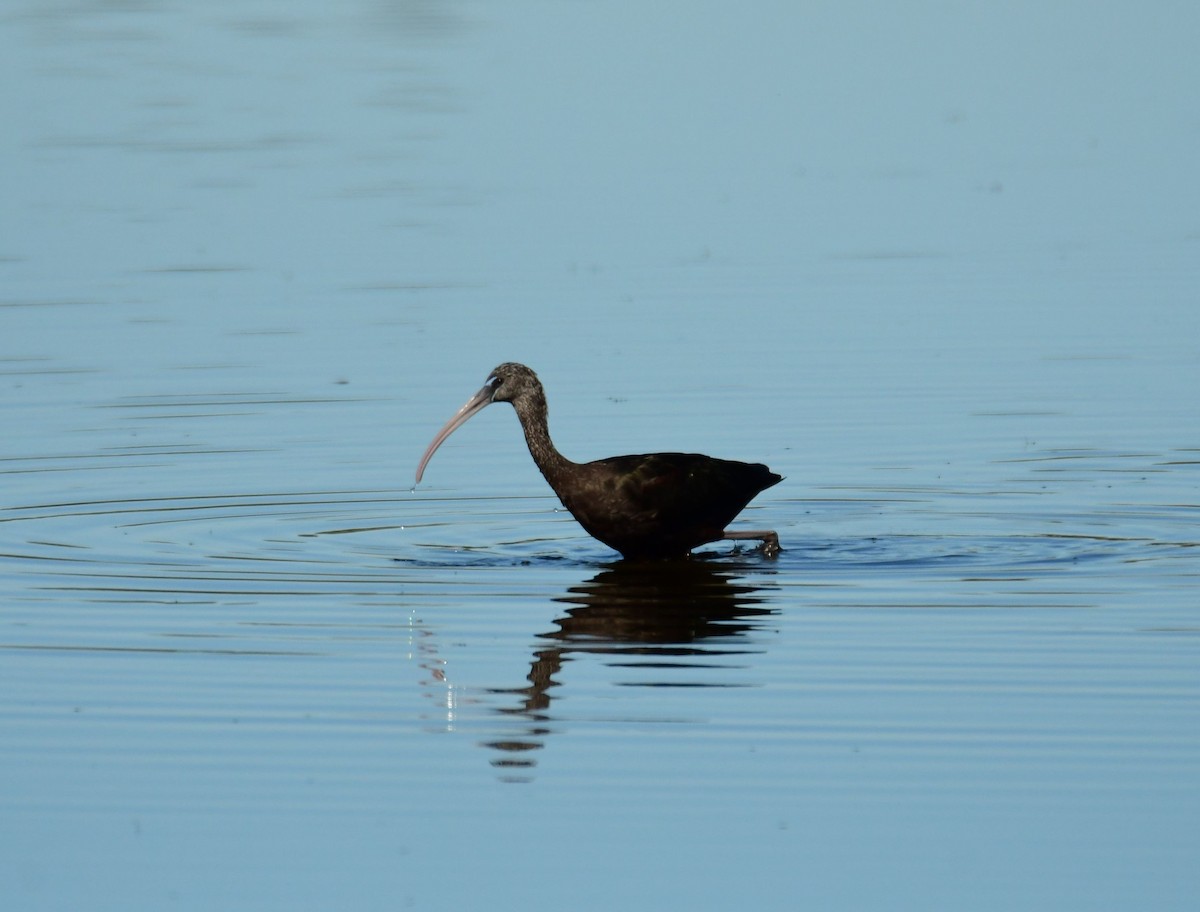 Glossy Ibis - Ken Beckley