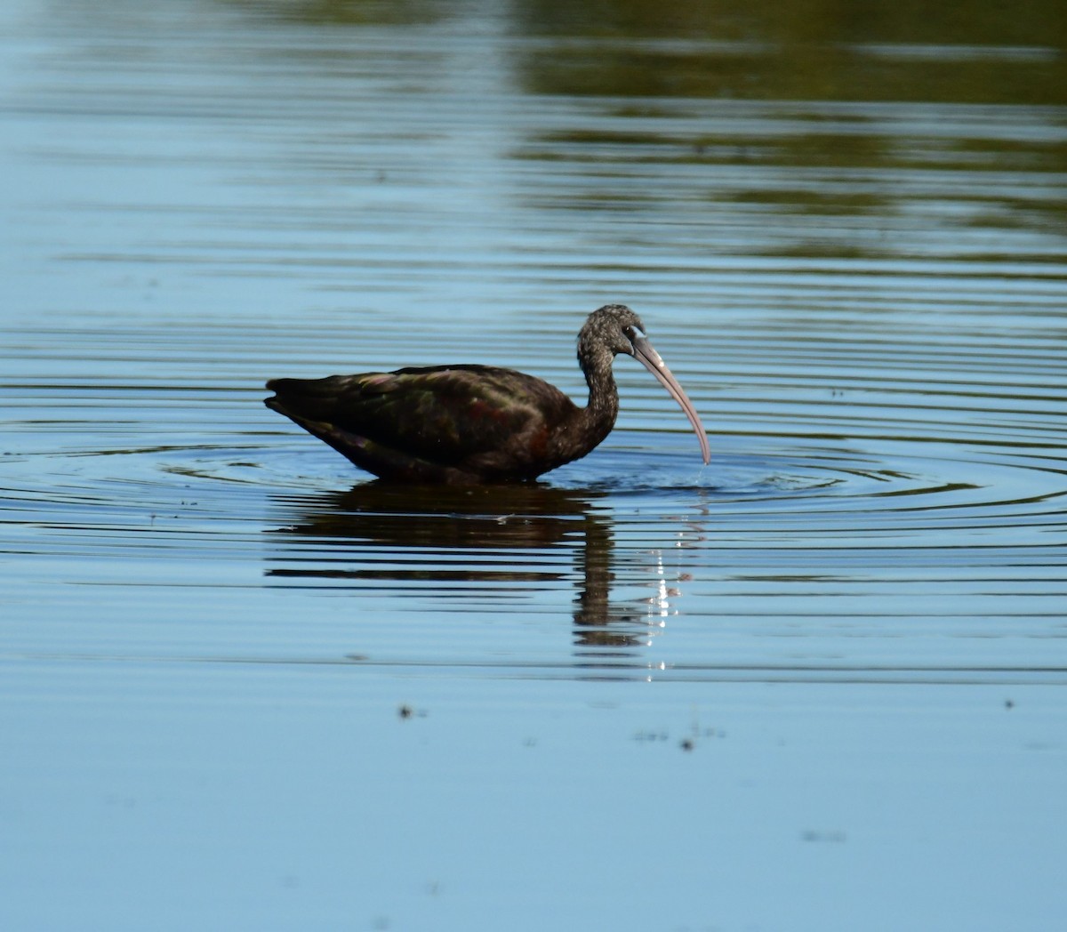 ibis hnědý - ML535107391