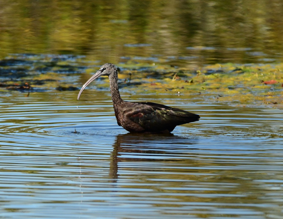 Glossy Ibis - ML535107401