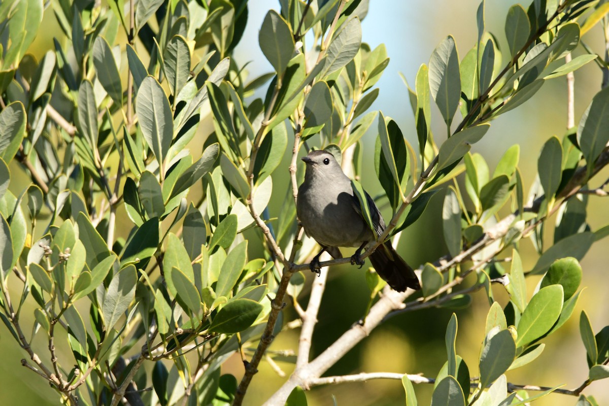 Gray Catbird - ML535107511