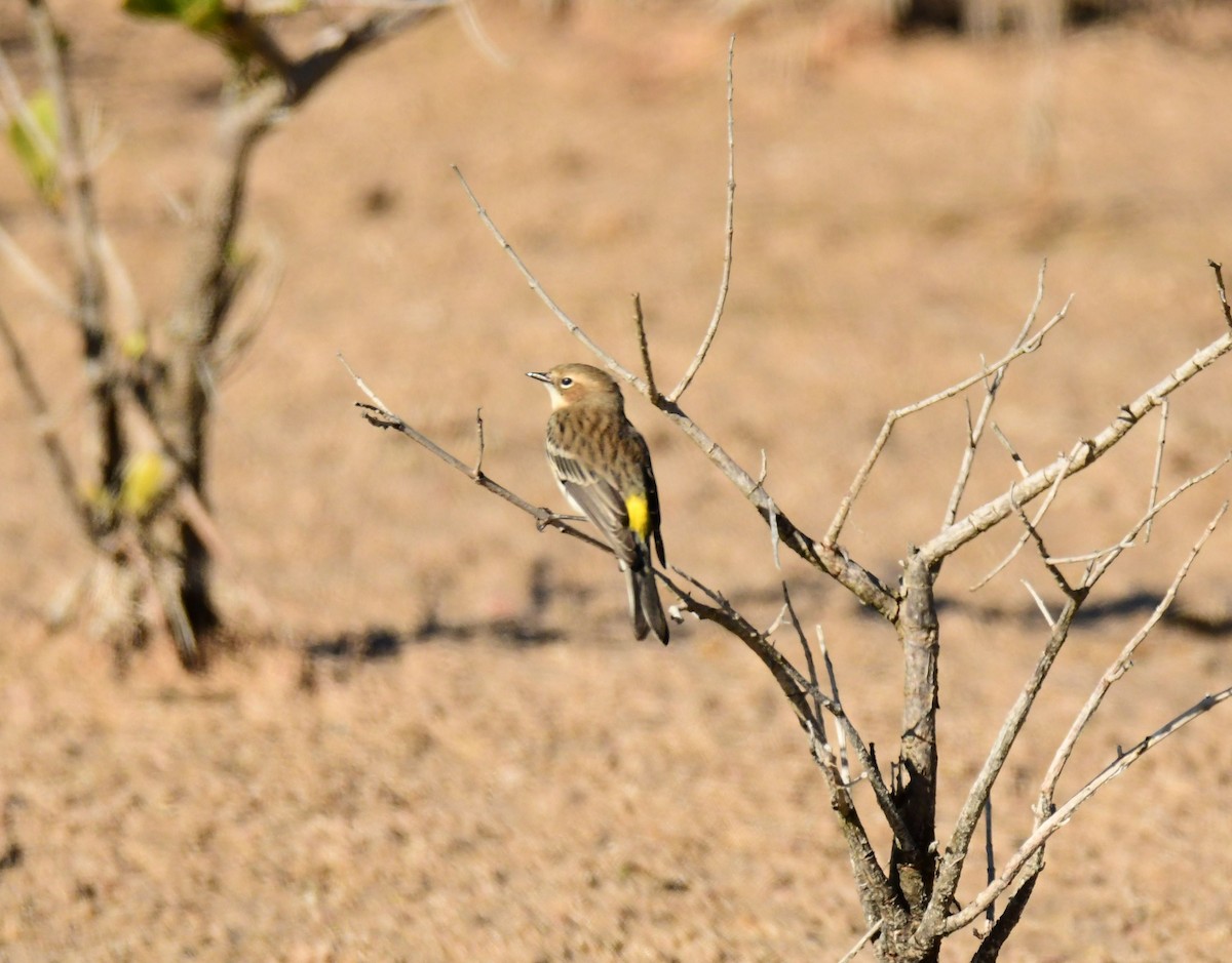 Yellow-rumped Warbler - ML535107811