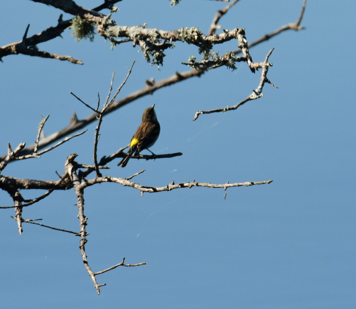 Yellow-rumped Warbler - ML535107821