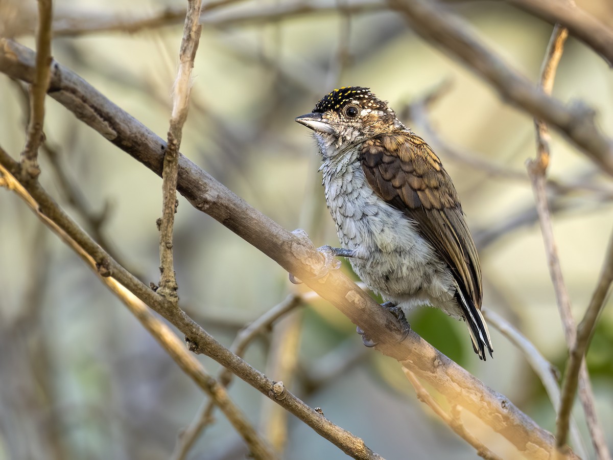 Scaled Piculet - Andres Vasquez Noboa