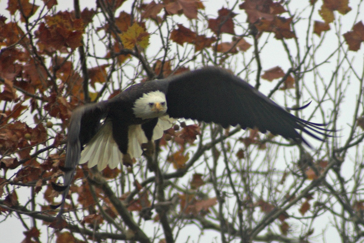 Bald Eagle - ML535108631