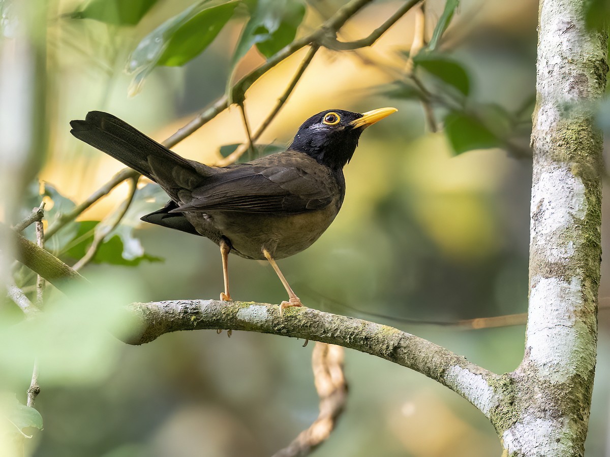 Black-hooded Thrush - Andres Vasquez Noboa