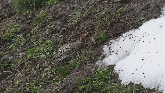 Alpine Accentor - ML535109401