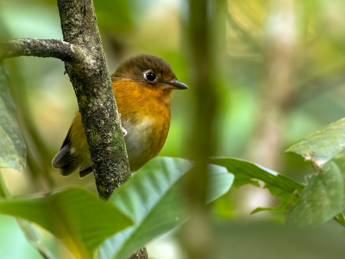 Rusty-breasted Antpitta - ML535109421