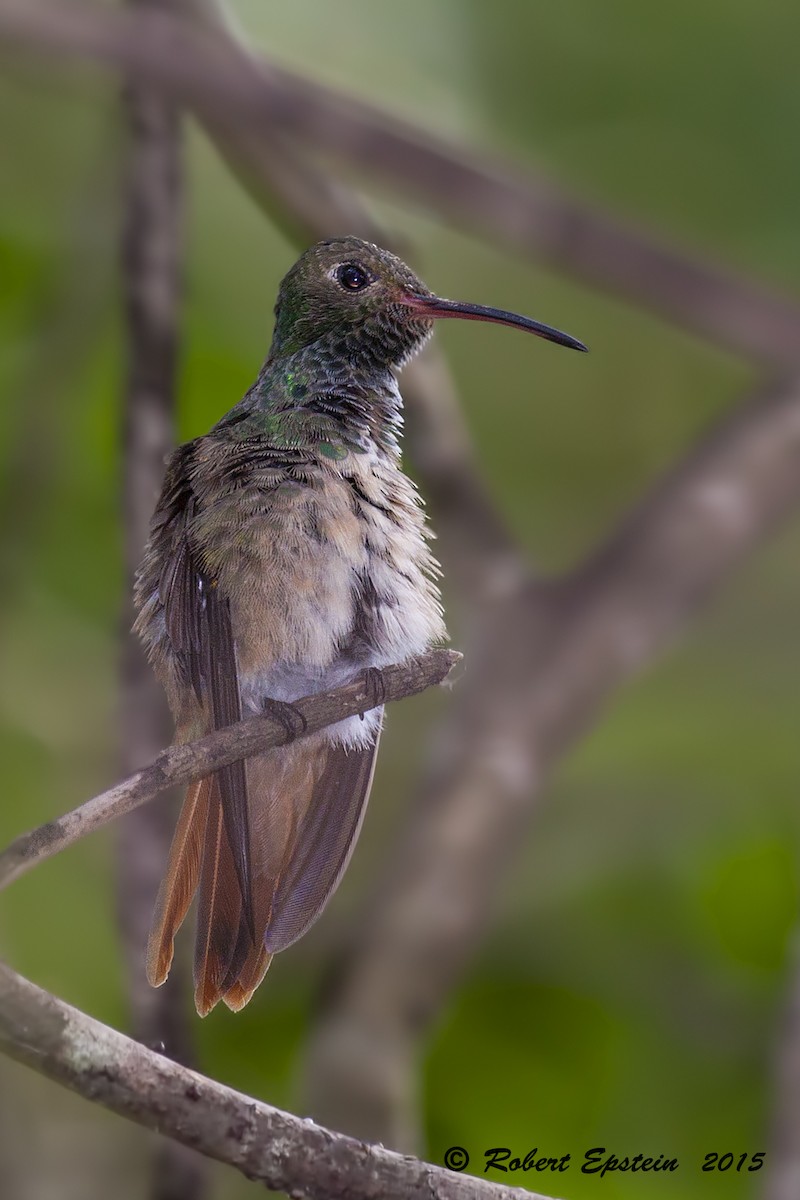 Buff-bellied Hummingbird - Robert Epstein