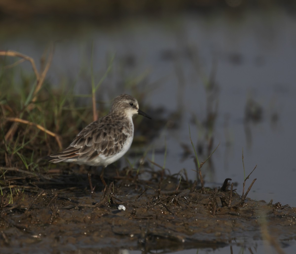 Little Stint - ML535109561