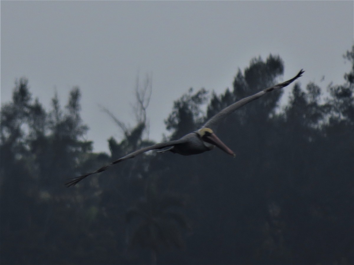 Бурый пеликан (occidentalis/murphyi) - ML535109911