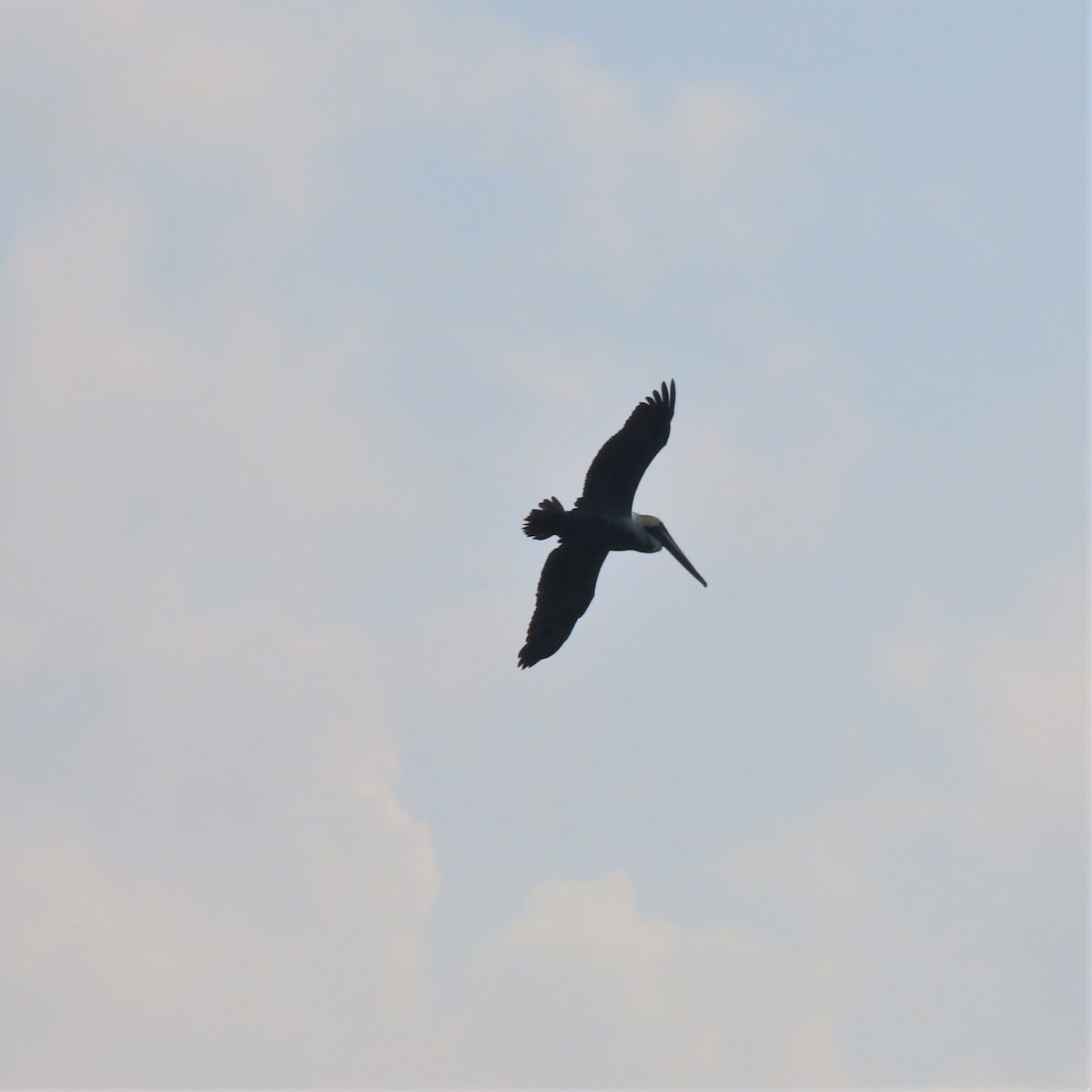 Бурый пеликан (occidentalis/murphyi) - ML535109941