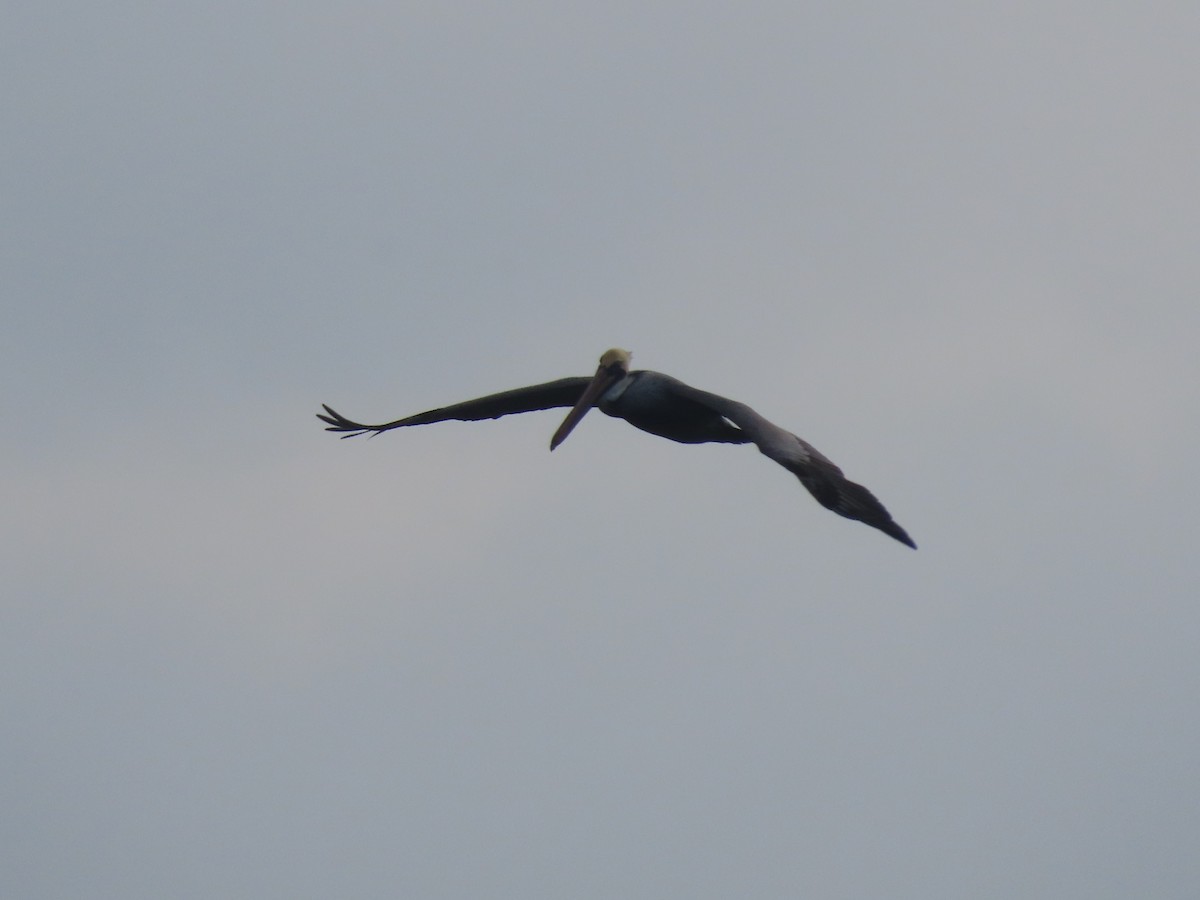 Бурый пеликан (occidentalis/murphyi) - ML535109961