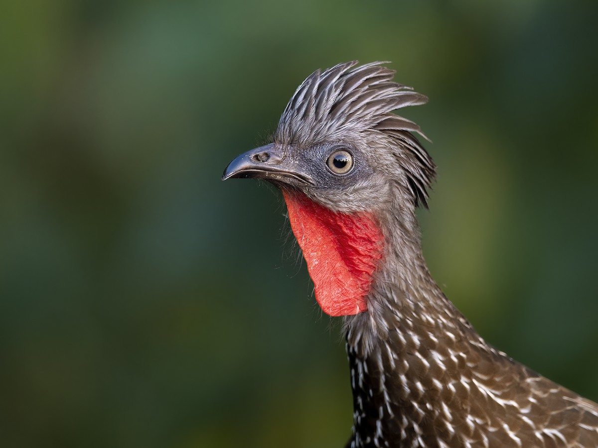 Band-tailed Guan - ML535110301