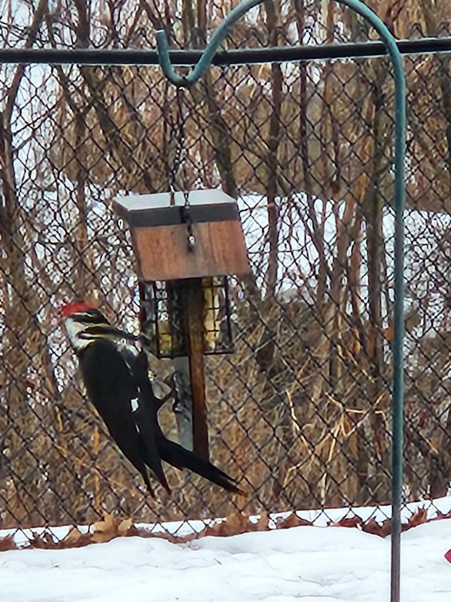 Pileated Woodpecker - ML535110621