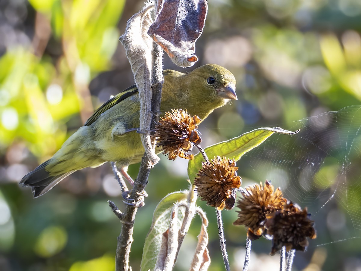 Andean Siskin - ML535110961