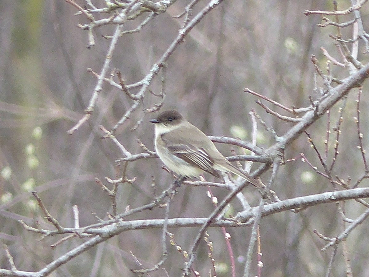 Eastern Phoebe - ML53511291