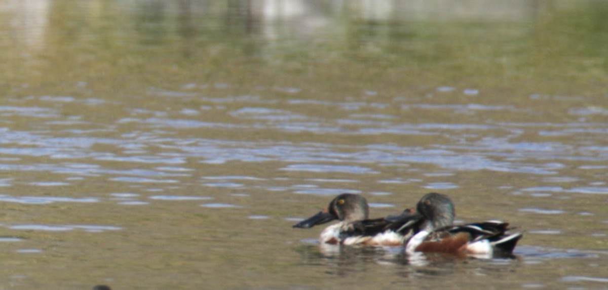 Northern Shoveler - Diane Eubanks