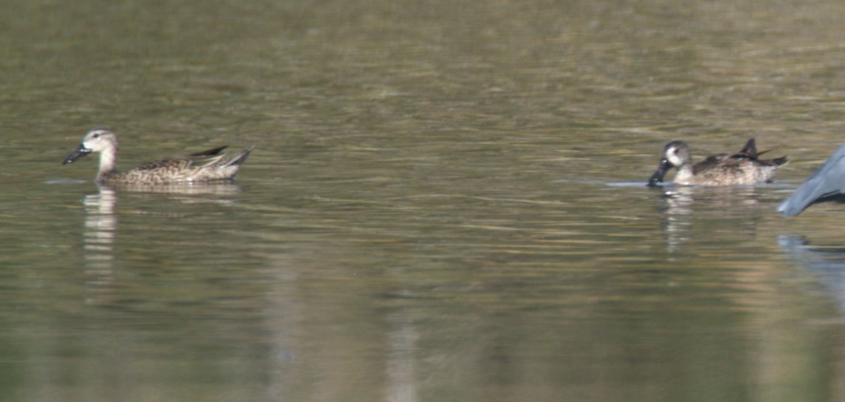 Northern Shoveler - ML535113401