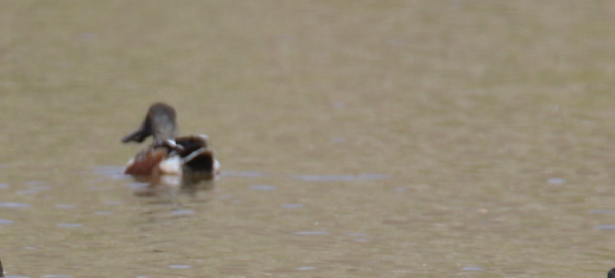 Northern Shoveler - ML535113411