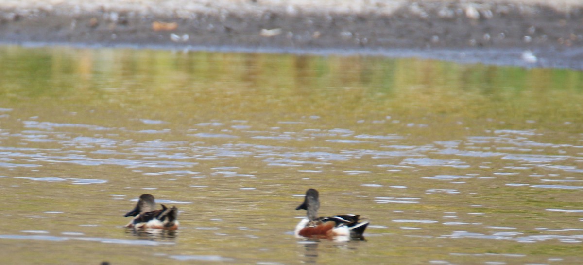 Northern Shoveler - ML535113421