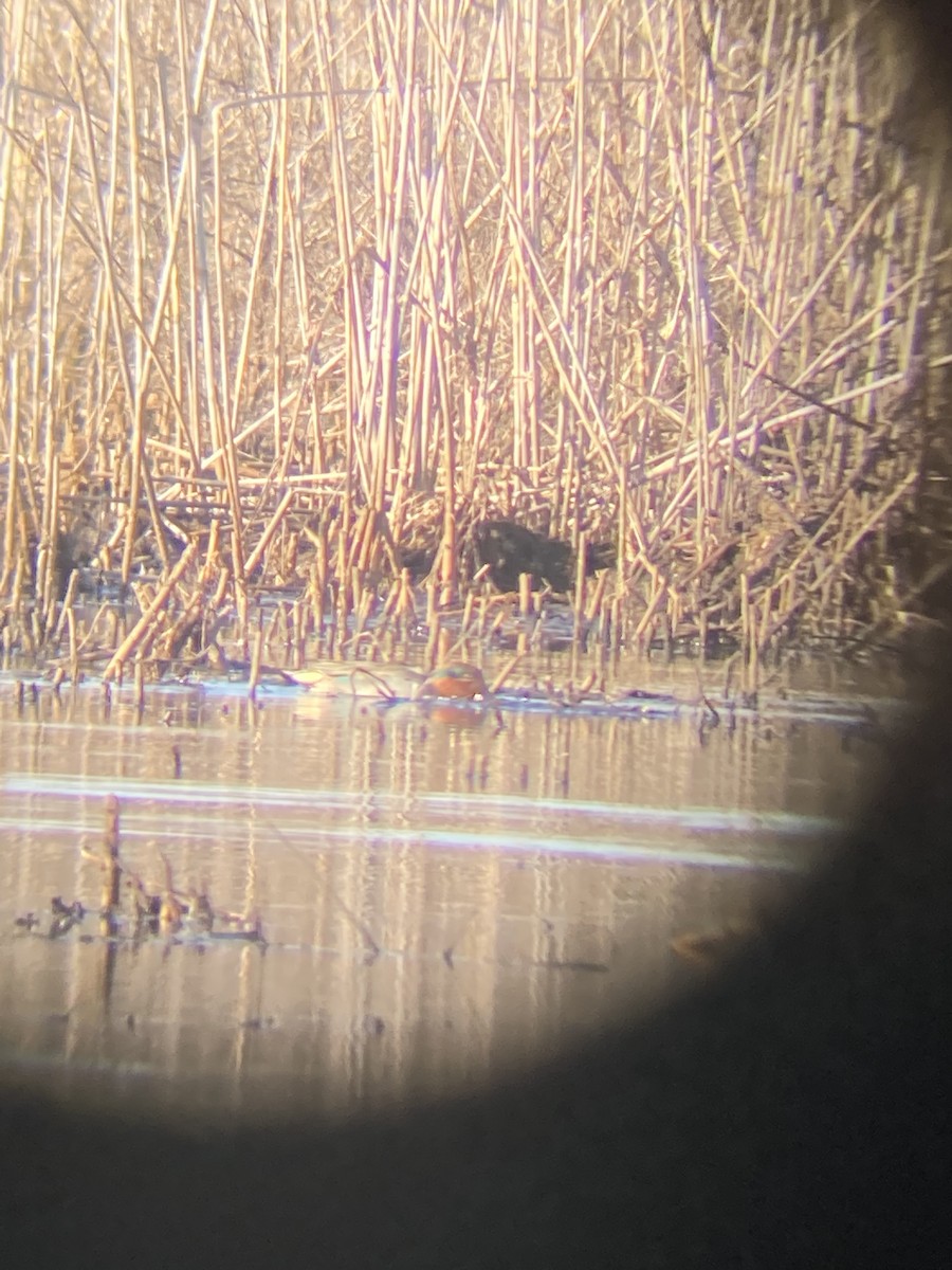 Green-winged Teal (American) - ML535113621