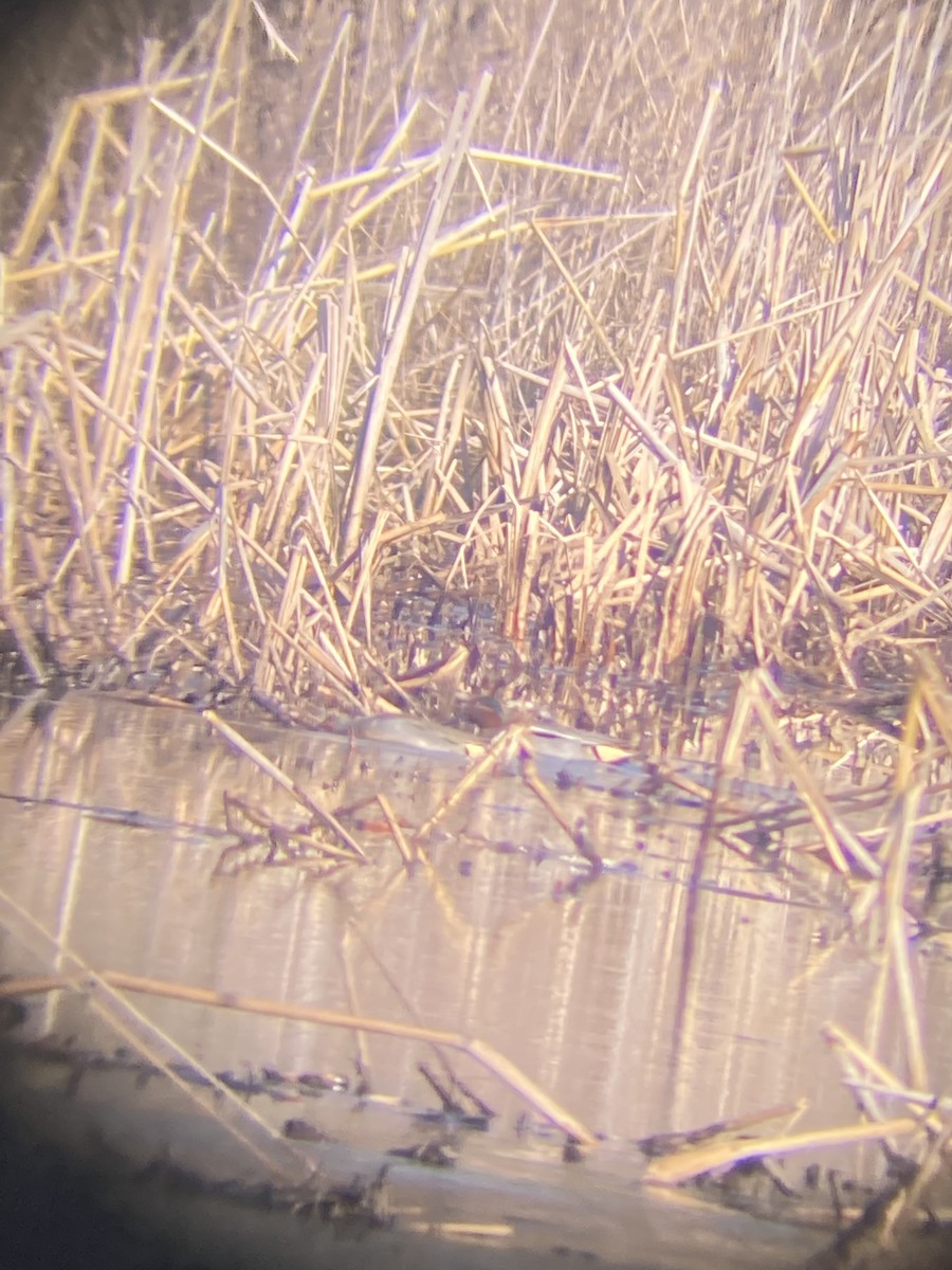 Green-winged Teal (Eurasian) - ML535113631