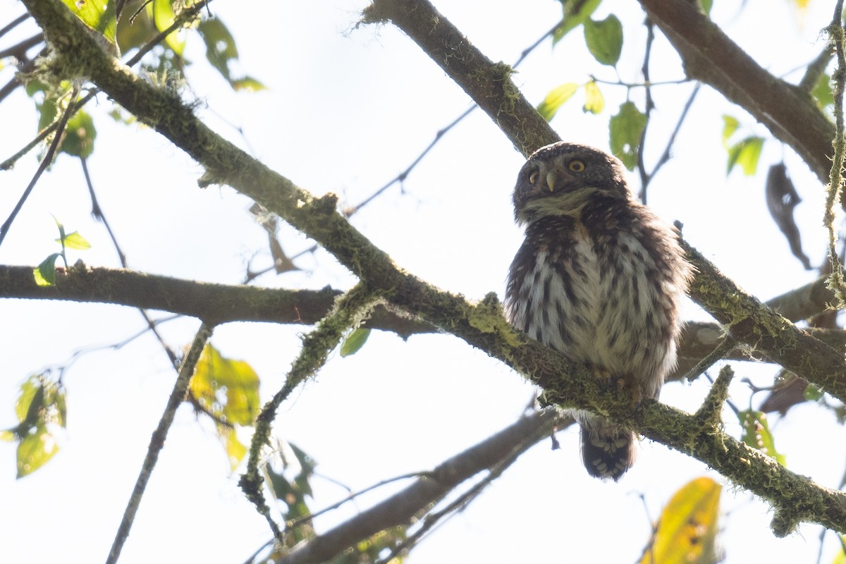 Cloud-forest Pygmy-Owl - ML535114381