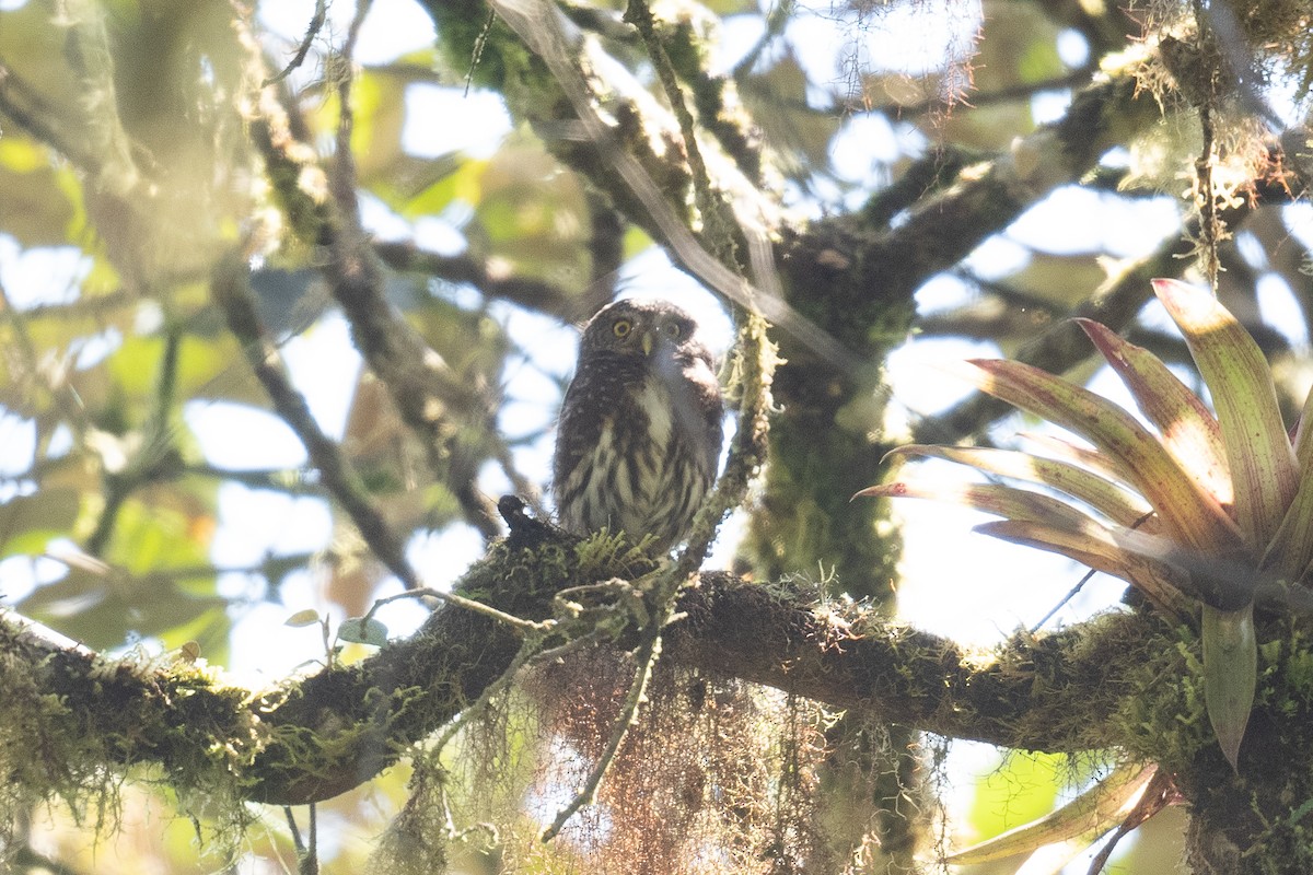 Cloud-forest Pygmy-Owl - Ben  Lucking