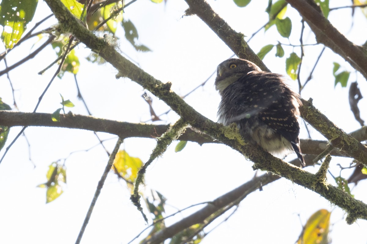 Cloud-forest Pygmy-Owl - ML535114401