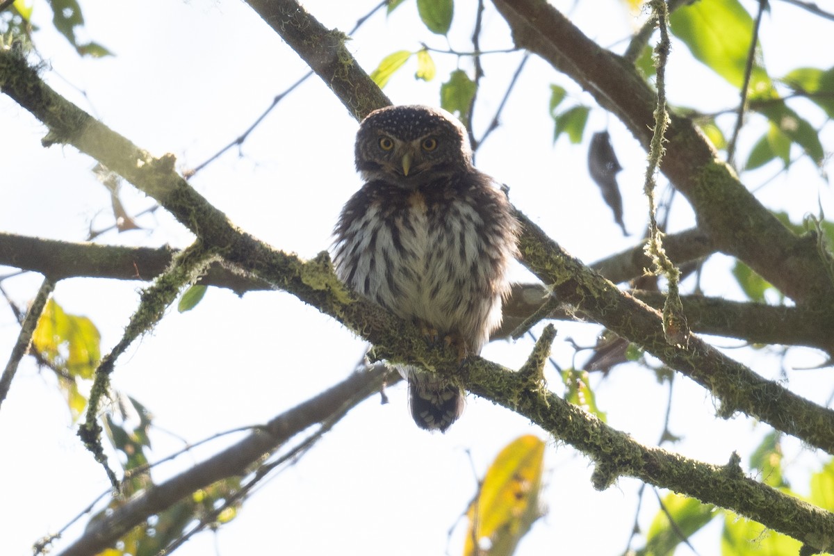 Cloud-forest Pygmy-Owl - Ben  Lucking
