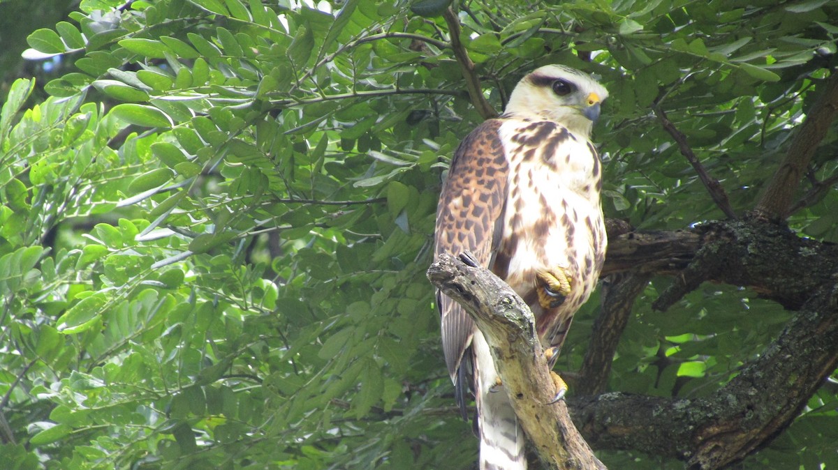 Gray-lined Hawk - ML535115081