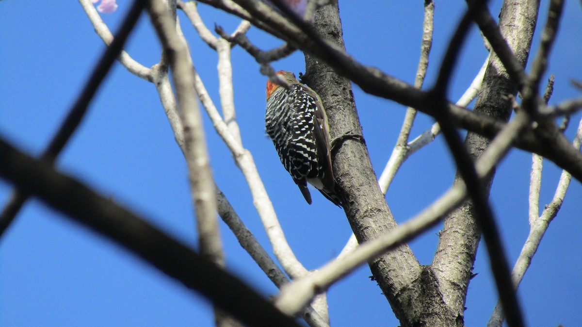 Red-crowned Woodpecker - ML535115111