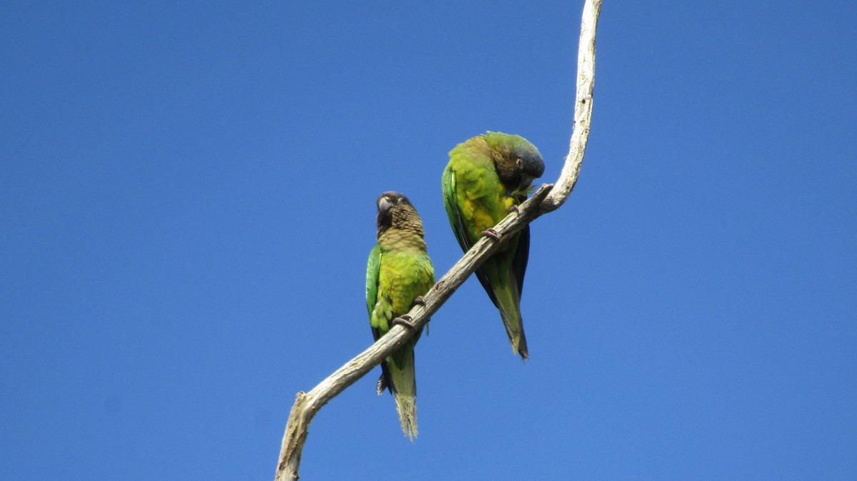 Conure cuivrée - ML535115191