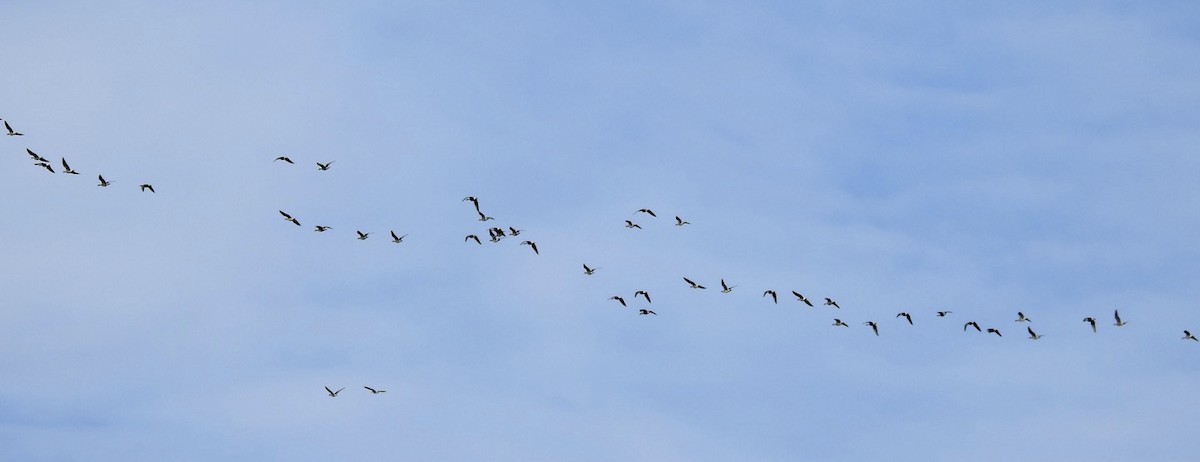 Greater White-fronted Goose - ML535115311