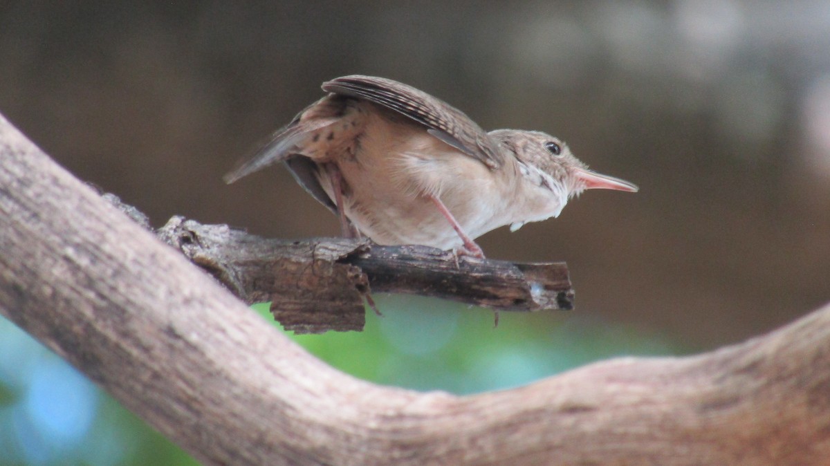 House Wren - ML535115351