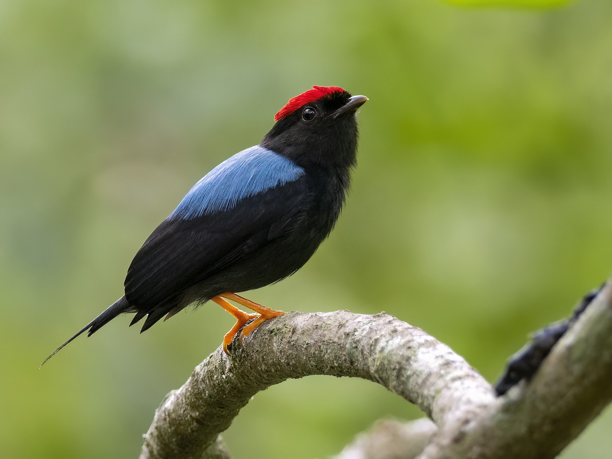 Lance-tailed Manakin - Andres Vasquez Noboa