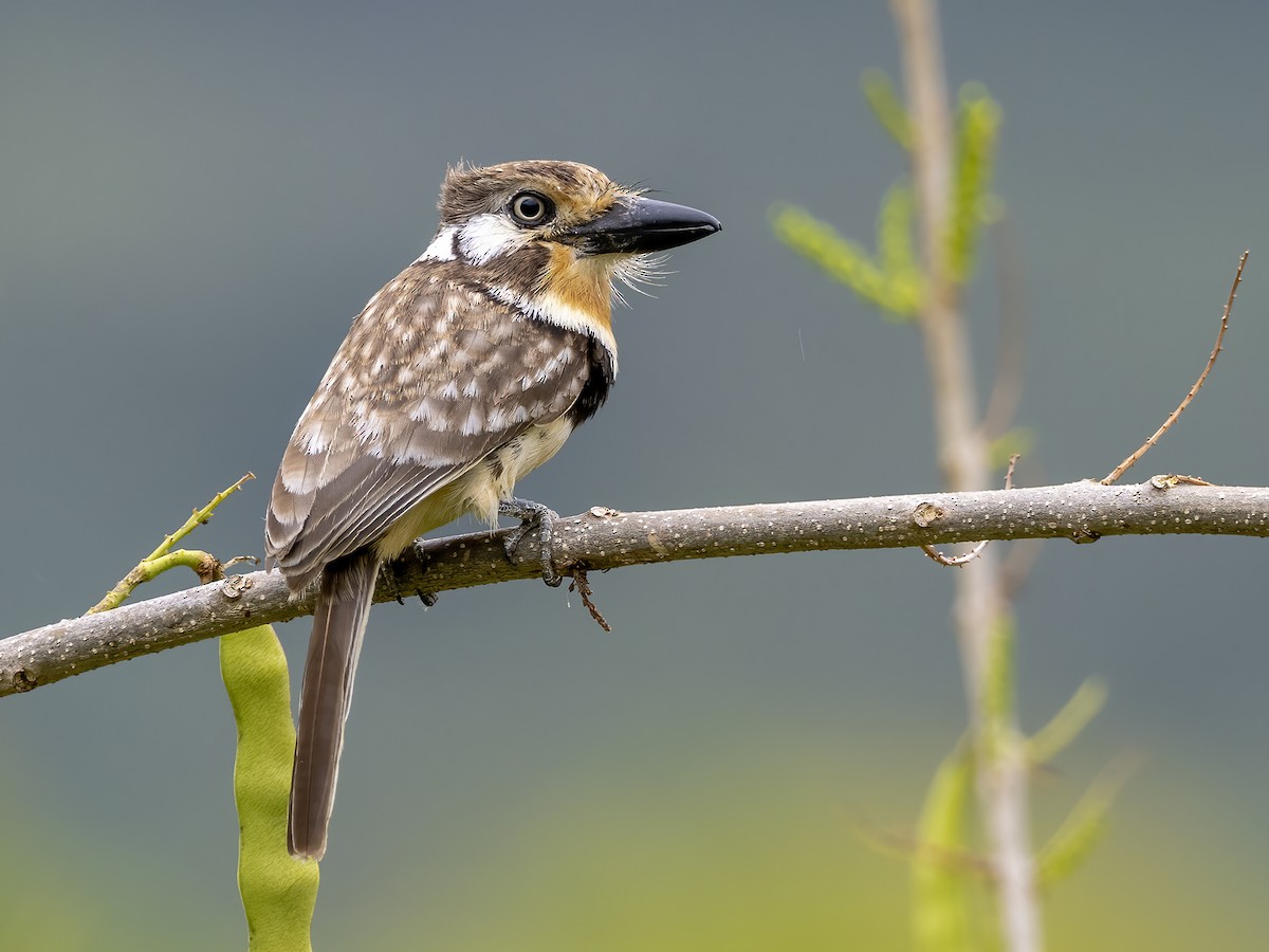 Russet-throated Puffbird - Andres Vasquez Noboa