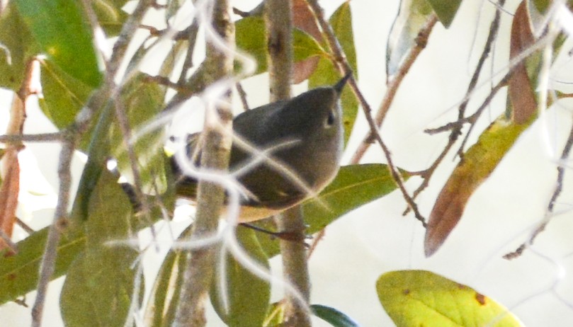 Ruby-crowned Kinglet - Jim Wilson