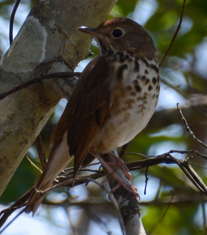 Hermit Thrush - ML535116691