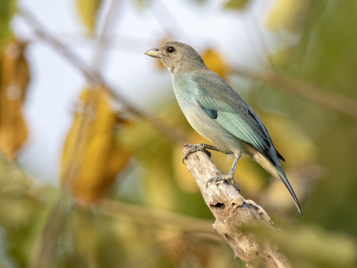 Glaucous Tanager - Andres Vasquez Noboa
