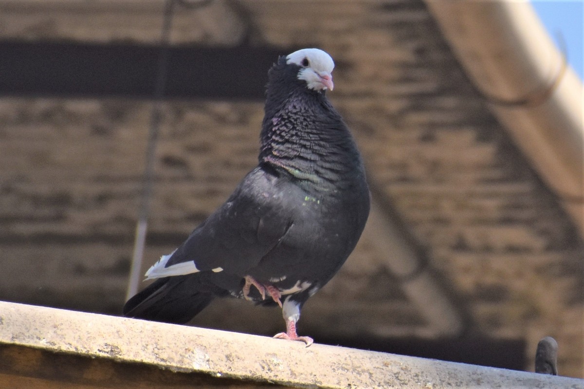 Rock Pigeon (Feral Pigeon) - ML535118061