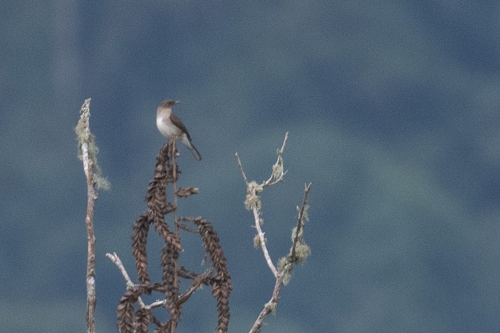 Black-billed Thrush - ML535118501