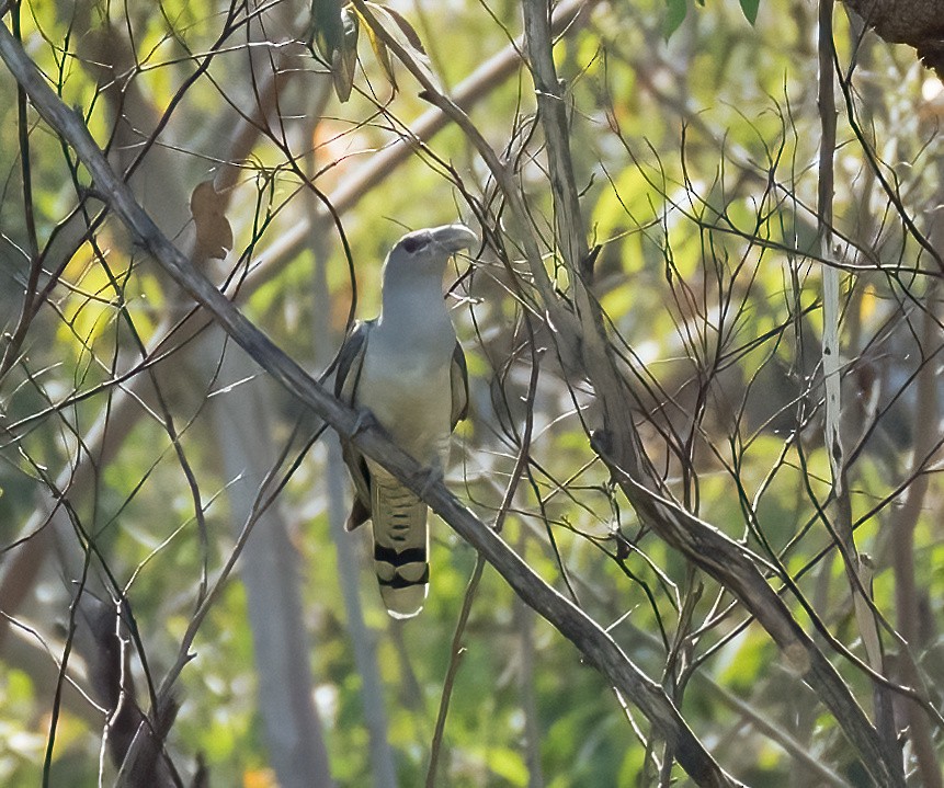 Channel-billed Cuckoo - ML535119001