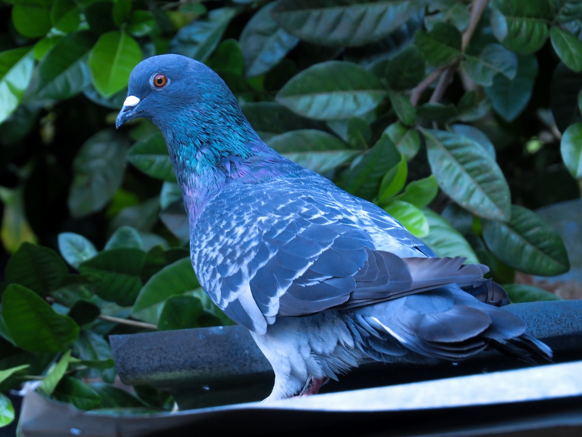 Rock Pigeon (Feral Pigeon) - ML535123371