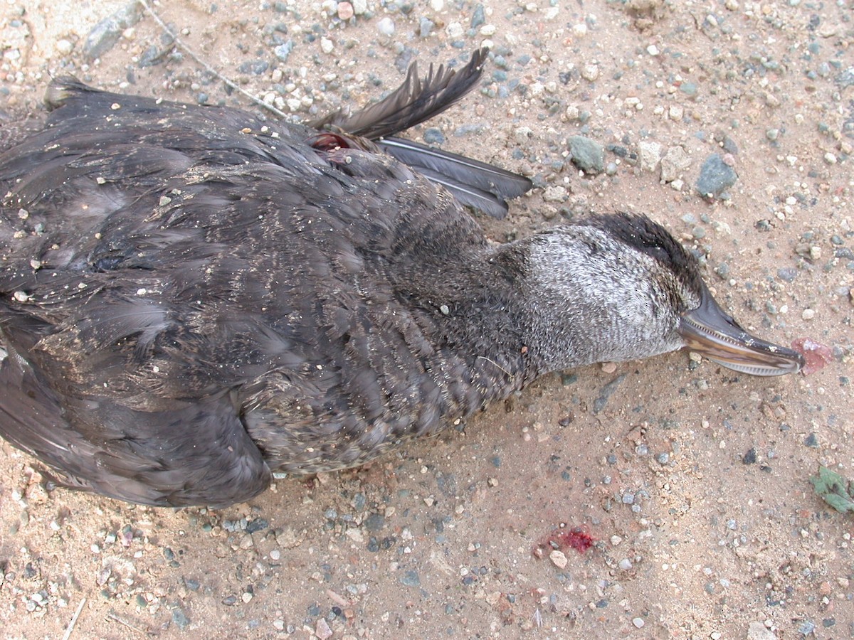 Ruddy Duck - ML535123661