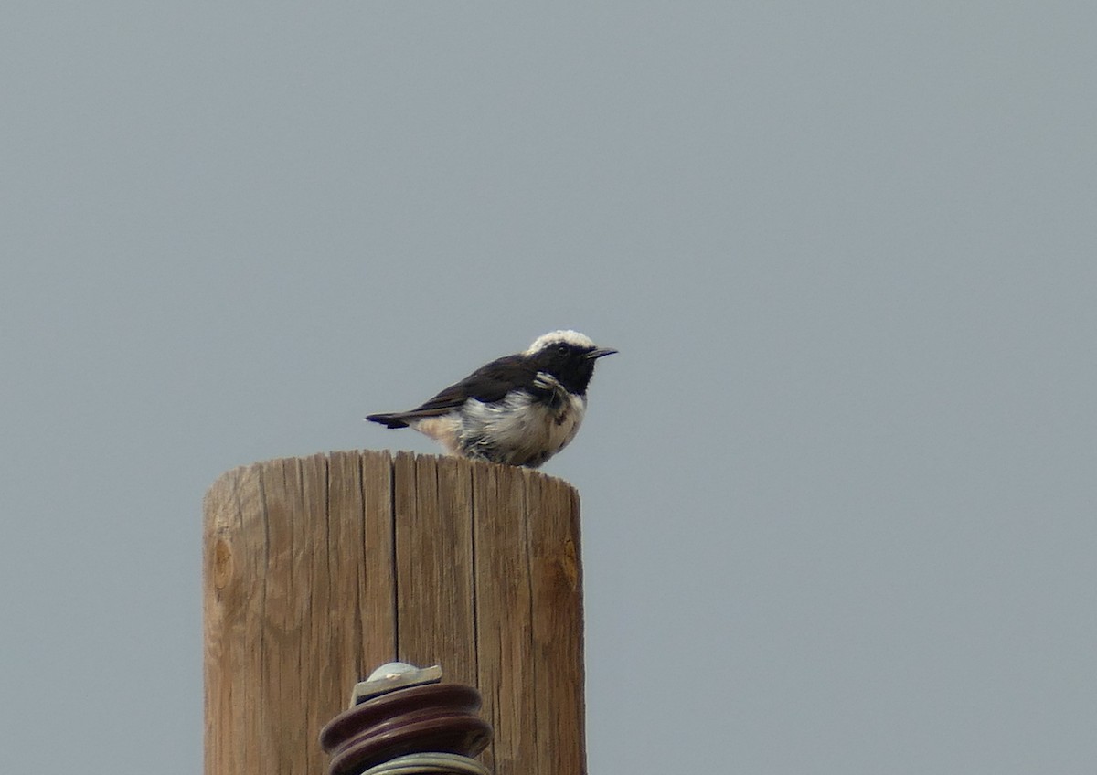 Arabian Wheatear - Jens Thalund