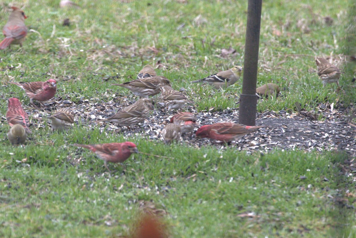 Purple Finch - ML535124591